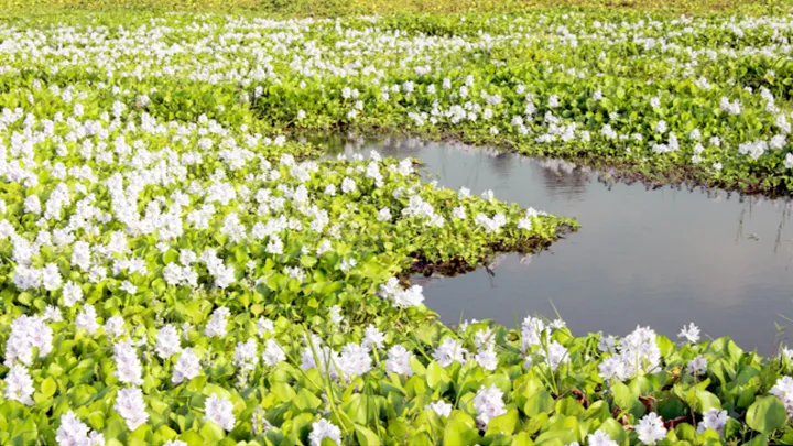 গ্রাম সেজেছে কচুরিপানা ফুলে